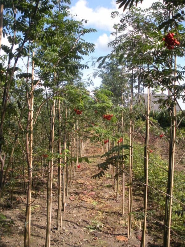 Native Tree Saplings Pack