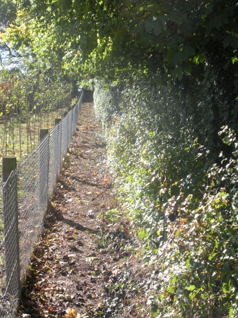 Acres Scheme - Whitethorn hedging