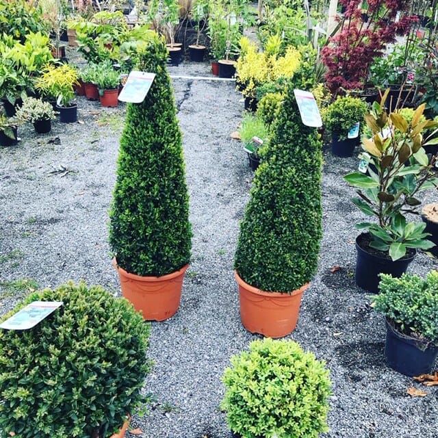 Shrubs at Doonwood Buxus Pyramid