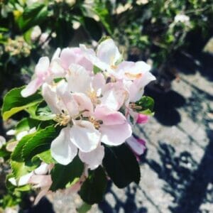 Bramley Apple Tree