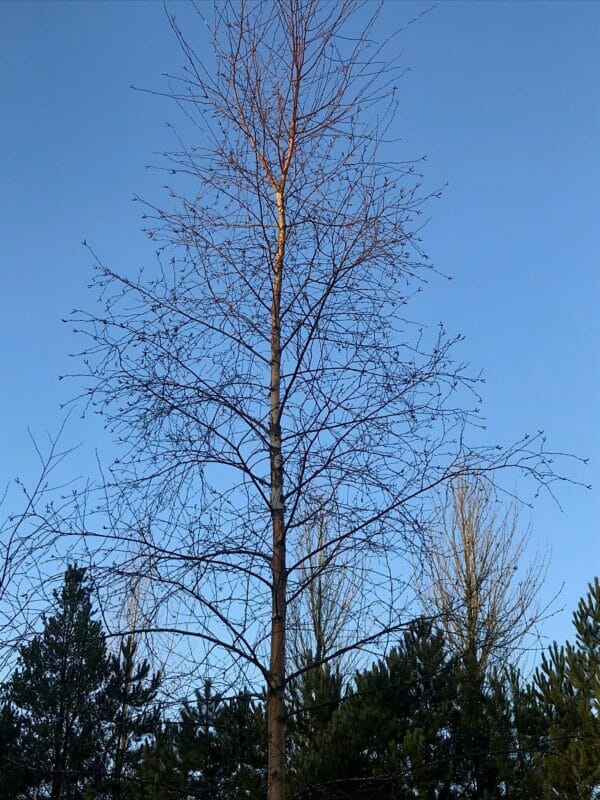 Downy Birch tree