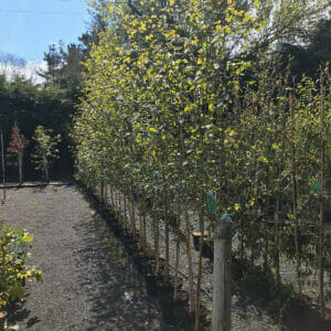 Row of Himalayan Birch in our tree nursery