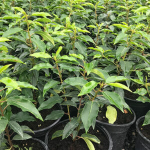 Portuguese Laurel Hedges potted