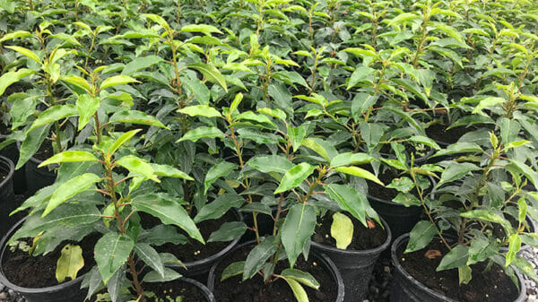 Portuguese Laurel Hedges potted
