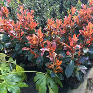 Red Robin hedges in pots