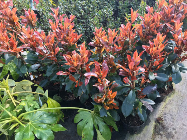 Red Robin hedges in pots