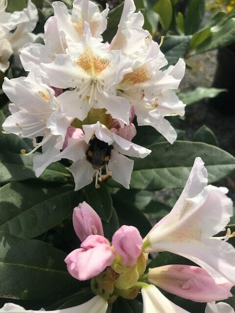 Rhododendron