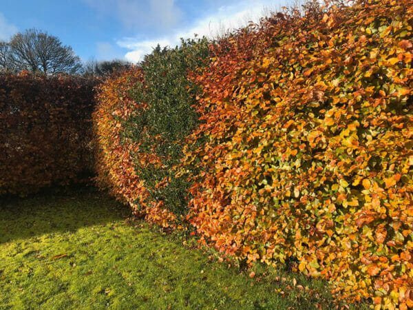 Copper beech