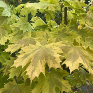 Acer Drummondii Maple (Variegated Maple)