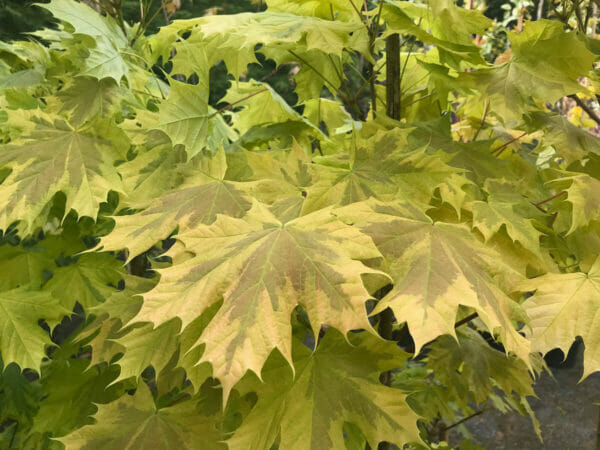 Acer Drummondii Maple (Variegated Maple)