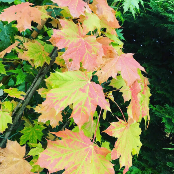 Autumn Blaze Maple tree