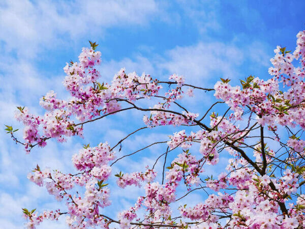 Flowering Cherry Blossom tree