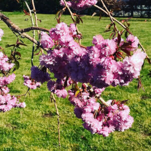 Flowering cherry tree blooms