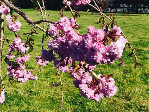 Flowering cherry tree blooms