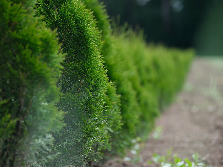 Doonwood Nurseries Border Hedges