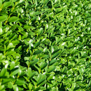 Laurel Hedge