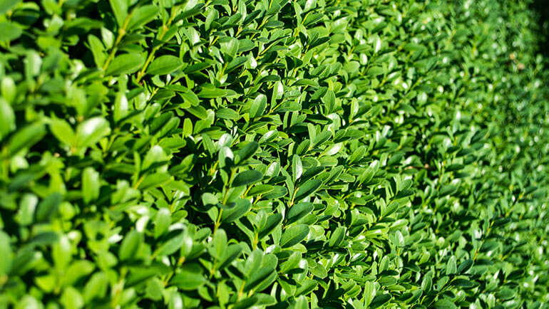 Laurel Hedge