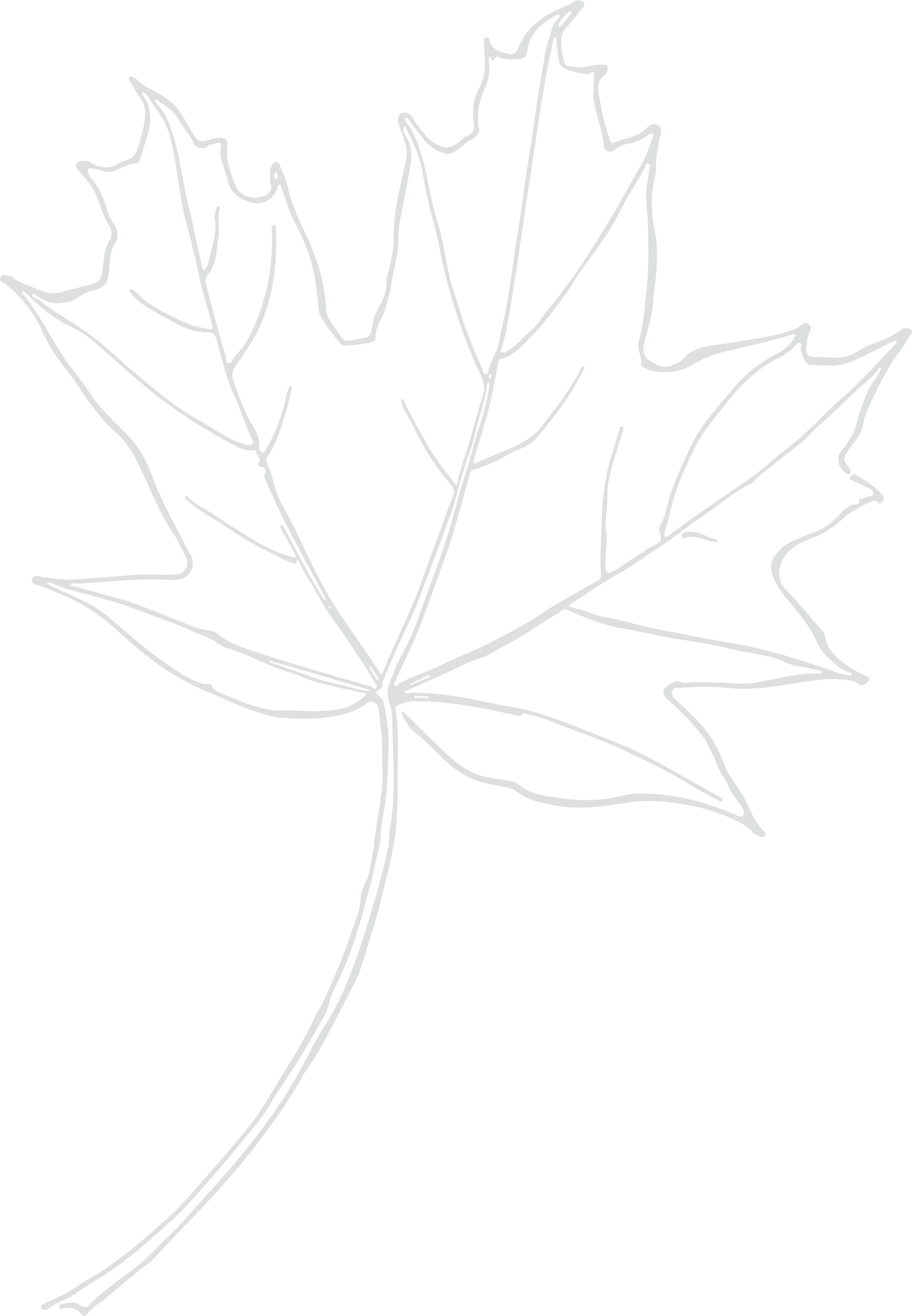 Sugar Maple illustration in grey