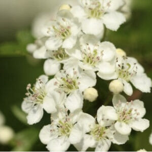 Whitethorn