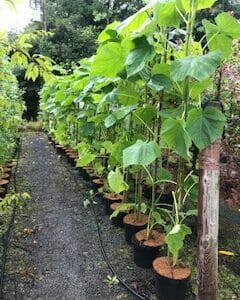 Foxglove Tree