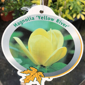 Magnolia Yellow River