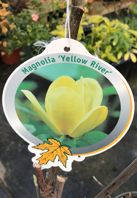 Magnolia Yellow River