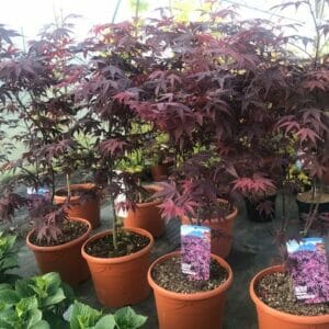 Japanese Maple / Acer Bloodgood