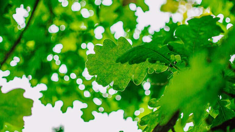 Oak leaves in sunlight