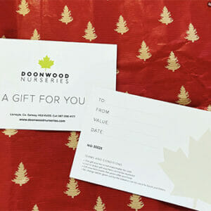 Christmas Gift Vouchers