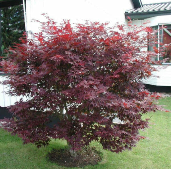 Japanese Maple / Acer Palmatum Atropurpureum