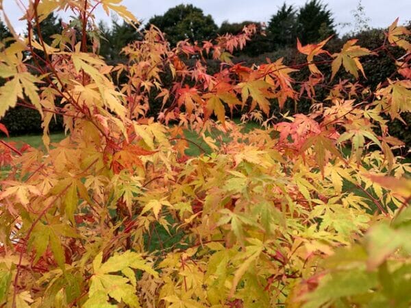 Japanese Maple Acer Sangokaku