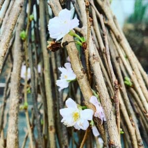 Winter - Flowering - Cherry