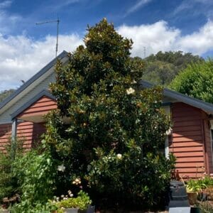 Magnolia Grandiflora