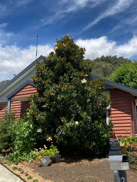 wie oft koniferen düngen Thuja Dünger flüssig 500ml Konzentrat main image 1