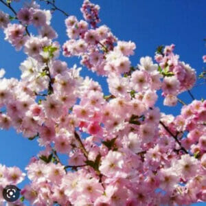 Prunus Accolade Flowering Cherry