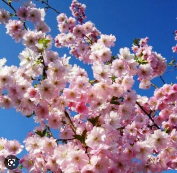 Prunus Accolade Flowering Cherry