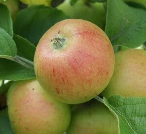 Native apple tree