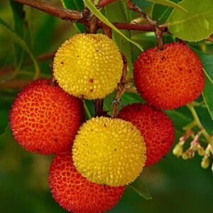 Killarney Strawberry Tree (Arbutus Unedo)
