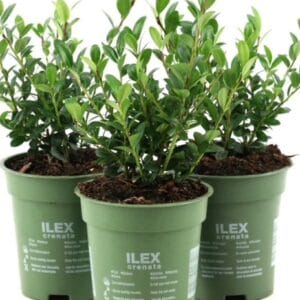 Ilex Crenata 'Holly Box'