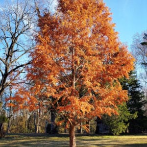 Dawn Redwood