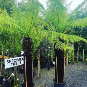 Tree Fern (Dicksonia Antarctica)
